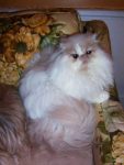 Royal-Merlin
