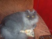 Max, My gorgeous Persian Cat